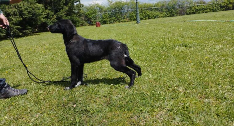 Προς υιοθεσία υπέροχο αγοράκι ημίαιμο λαμπραντοράκι 6 μηνών ! Σκύλος- Θεσσαλονίκη