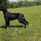 Προς υιοθεσία υπέροχο αγοράκι ημίαιμο λαμπραντοράκι 6 μηνών ! Σκύλος- Θεσσαλονίκη
