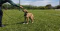 Προς υιοθεσία ημίαιμο λαμπραντόρ με γερμανικο ποιμενικο Σκύλος- Χορτιάτης