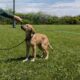 Προς υιοθεσία ημίαιμο λαμπραντόρ με γερμανικο ποιμενικο Σκύλος- Χορτιάτης