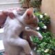 Χαριζονται 2 πανεμορφες μωρογατουλες Γάτα- 11363