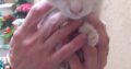 Χαριζονται 2 πανεμορφες μωρογατουλες Γάτα- 11363