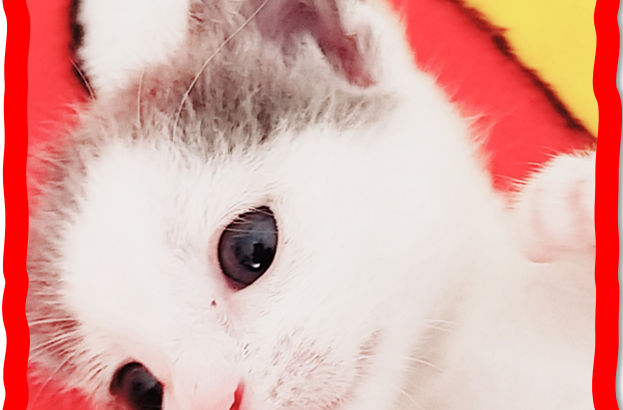 Μωρο γατάκι για υιοθεσία-χαρίζεται Θεσσαλονίκη, φουντωτό aegean cat Γάτα- Τσιμισκή 153