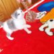 Μωρο γατάκι για υιοθεσία-χαρίζεται Θεσσαλονίκη, φουντωτό aegean cat Γάτα- Τσιμισκή 153