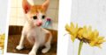 Χαρίζεται γατάκι Γάτα- Νέα Ερυθραία