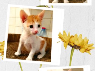 Χαρίζεται γατάκι Γάτα- Νέα Ερυθραία