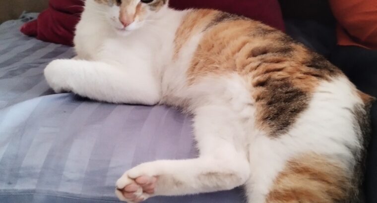 Χάθηκε γάτα στην καλαμαρια περιοχή θεατρο Σοφούλης Γάτα- Βρυάντος 1