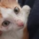 Χαρίζεται μικρός γατούλης Γάτα- Ιωάννινα