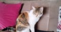 Χάθηκε γάτα στην καλαμαρια περιοχή θεατρο Σοφούλης Γάτα- Βρυάντος 1