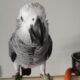Εχασα παπαγαλο ζακο Πτηνό- Πετρούπολη