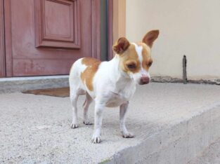 Βρέθηκε σκύλος μάλλον ράτσας Πιντσερ στις Αχαρνές Σκύλος- Αχαρνές