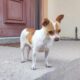 Βρέθηκε σκύλος μάλλον ράτσας Πιντσερ στις Αχαρνές Σκύλος- Αχαρνές