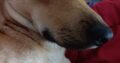 Χαρίζεται ημίαιμο Σκύλος- Άνω Λιόσια
