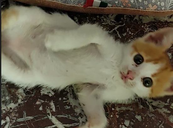 Χαρίζονται μωρό γατάκια Θεσσαλονίκη Γάτα- Ωραιόκαστρο