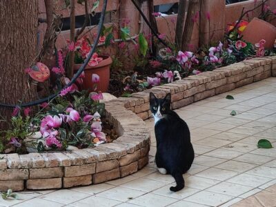 Πριγκιπισσούλα… – Νέα Αλικαρνασσός