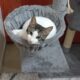 Γατάκια ψάχνουν σπιτι!!! Γάτα- Νέα Ιωνία