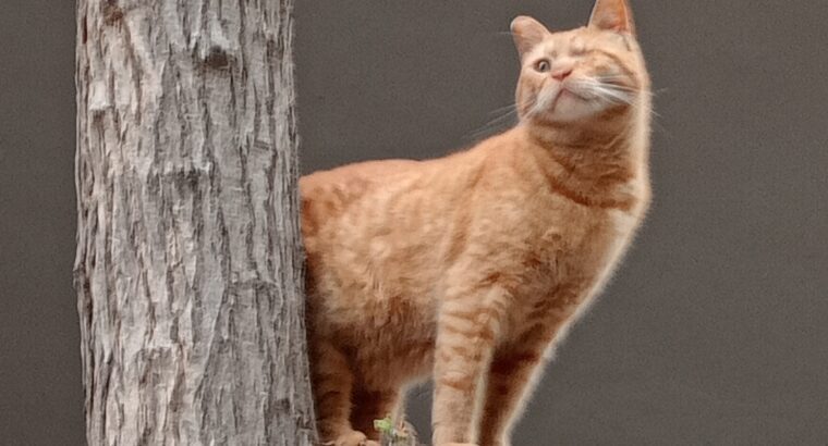 Χάθηκε ο Ροκυ🐈 Γάτα- Θεσσαλονίκη