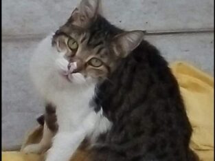 Χάθηκε Γάτος στο Περιστέρι Γάτα- Περιστέρι