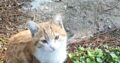 χάθηκε γάτα Ευκαρπία Θεσσαλονίκης Γάτα- Ευκαρπία 56430