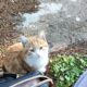 χάθηκε γάτα Ευκαρπία Θεσσαλονίκης Γάτα- Ευκαρπία 56430