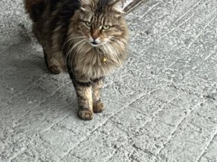 Το ψάχνει κάποιος?? Περιοχή Καματερό, οδός Φερρών, εμφανίστηκε πριν από 5 μέρες περίπου!! Γάτα- Καματερό