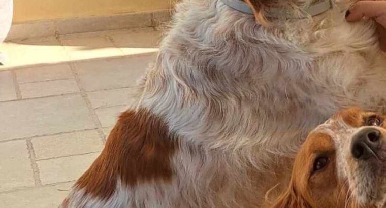 Χάθηκε θηλυκό επανιελ Σκύλος- Νέα Σμύρνη