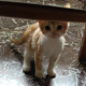 Χαρίζονται μωρό γατάκια Θεσσαλονίκη Γάτα- Ωραιόκαστρο