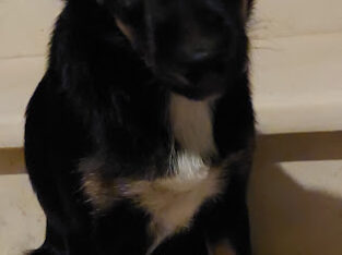 Χάθηκε σκυλίτσα Γάζι Ηρακλείου Σκύλος- Άγιος Παντελεήμονας Γάζι Ηρακλειου Κρήτης