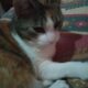 Χάθηκε γάτα καλαμαριά θεσσαλονίκη Γάτα- Καλαμαριά