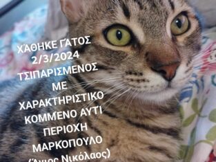 Χάθηκε γάτος ΜΑΡΚΟΠΟΥΛΟ Αττικής Δεν είναι στειρωμενος έχει microchip με στοιχεία και χαρακτηριστικά κομμένο αυτί (εκ γενετής) Γάτα- Μαρκόπουλο Μεσογαίας