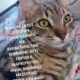 Χάθηκε γάτος ΜΑΡΚΟΠΟΥΛΟ Αττικής Δεν είναι στειρωμενος έχει microchip με στοιχεία και χαρακτηριστικά κομμένο αυτί (εκ γενετής) Γάτα- Μαρκόπουλο Μεσογαίας