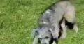 14 λ. · 1 ημ. · Χάθηκε σκυλάκι φιλικό τη λένε Σάρα είναι μεγάλη σε ηλικία 17 χρονών κέντρο Αθήνα ομόνοια πλατεία Κοτζιάς Βαρβάκειο αγορά Αιόλου Σκύλος- Ομόνοια