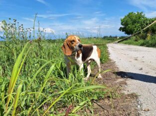 Βρέθηκε σκύλος ημίαιμο beagle στην Ημαθία. Σκύλος- Αθήνα