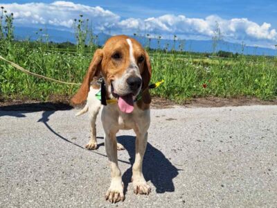 Βρέθηκε σκύλος ημίαιμο beagle στην Ημαθία. Σκύλος- Αθήνα