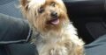 Χάθηκε ή Εκλάπη Yorkshire terrier στην ΠΑΤΡΑ (Αραχοβίτικα) Σκύλος- Αραχοβίτικα Αχαΐας