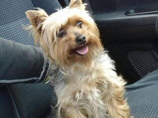 Χάθηκε ή Εκλάπη Yorkshire terrier στην ΠΑΤΡΑ (Αραχοβίτικα) Σκύλος- Αραχοβίτικα Αχαΐας
