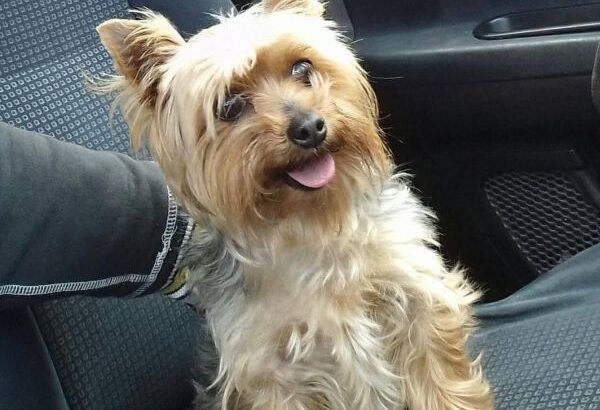 Χάθηκε ή Εκλάπη Yorkshire terrier στην ΠΑΤΡΑ (Αραχοβίτικα) Σκύλος- Αραχοβίτικα Αχαΐας