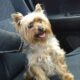Χάθηκε ή Εκλάπη Yorkshire terrier στην ΠΑΤΡΑ (Αραχοβίτικα) Σκύλος- Αραχοβίτικα Αχαΐας