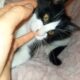 Χάθηκε γατάκι 2 μηνών περιοχή Αμπεριά – Χανιά