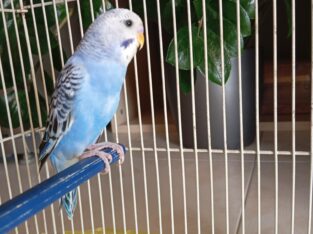 Χάθηκε παπαγαλακι budgie Πτηνό- Πολίχνη