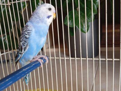 Χάθηκε παπαγαλακι budgie Πτηνό- Πολίχνη