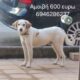 ΧΑΘΗΚΕ ΣΚΥΛΟΣ ΣΤΗΝ ΝΕΜΕΑ ΚΟΡΙΝΘΙΑΣ Σκύλος- Νεμέα