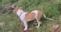 ΗΜΙΑΙΜΟ ΚΟΥΤΑΒΙ JACK RUSSEL Σκύλος- Ανθούσα