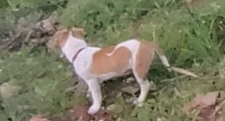 ΗΜΙΑΙΜΟ ΚΟΥΤΑΒΙ JACK RUSSEL Σκύλος- Ανθούσα