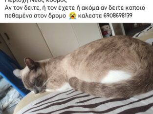 ΧΑΘΗΚΕ ΓΑΤΟΣ ΜΠΙΑΝΚΟ / BIANCO Γάτα- ΝΕΟΣ ΚΟΣΜΟΣ