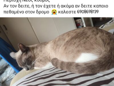 ΧΑΘΗΚΕ ΓΑΤΟΣ ΜΠΙΑΝΚΟ / BIANCO Γάτα- ΝΕΟΣ ΚΟΣΜΟΣ