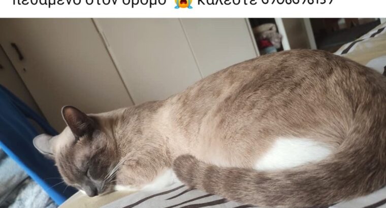 ΧΑΘΗΚΕ ΓΑΤΟΣ ΜΠΙΑΝΚΟ / BIANCO Γάτα- ΝΕΟΣ ΚΟΣΜΟΣ