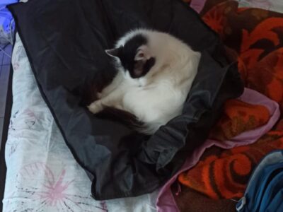Χάθηκε το Μαρτινάκι στο Πόρτο Χέλι- Γάτα Θηλυκιά 3 ετών Γάτα- Αγίας Ζώνης 21