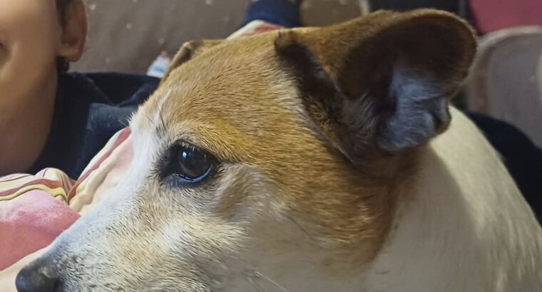 Χαθηκε jack Russell τη λενε bilou Σκύλος- Αργυρούπολη