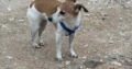 Χαθηκε jack Russell τη λενε bilou Σκύλος- Αργυρούπολη